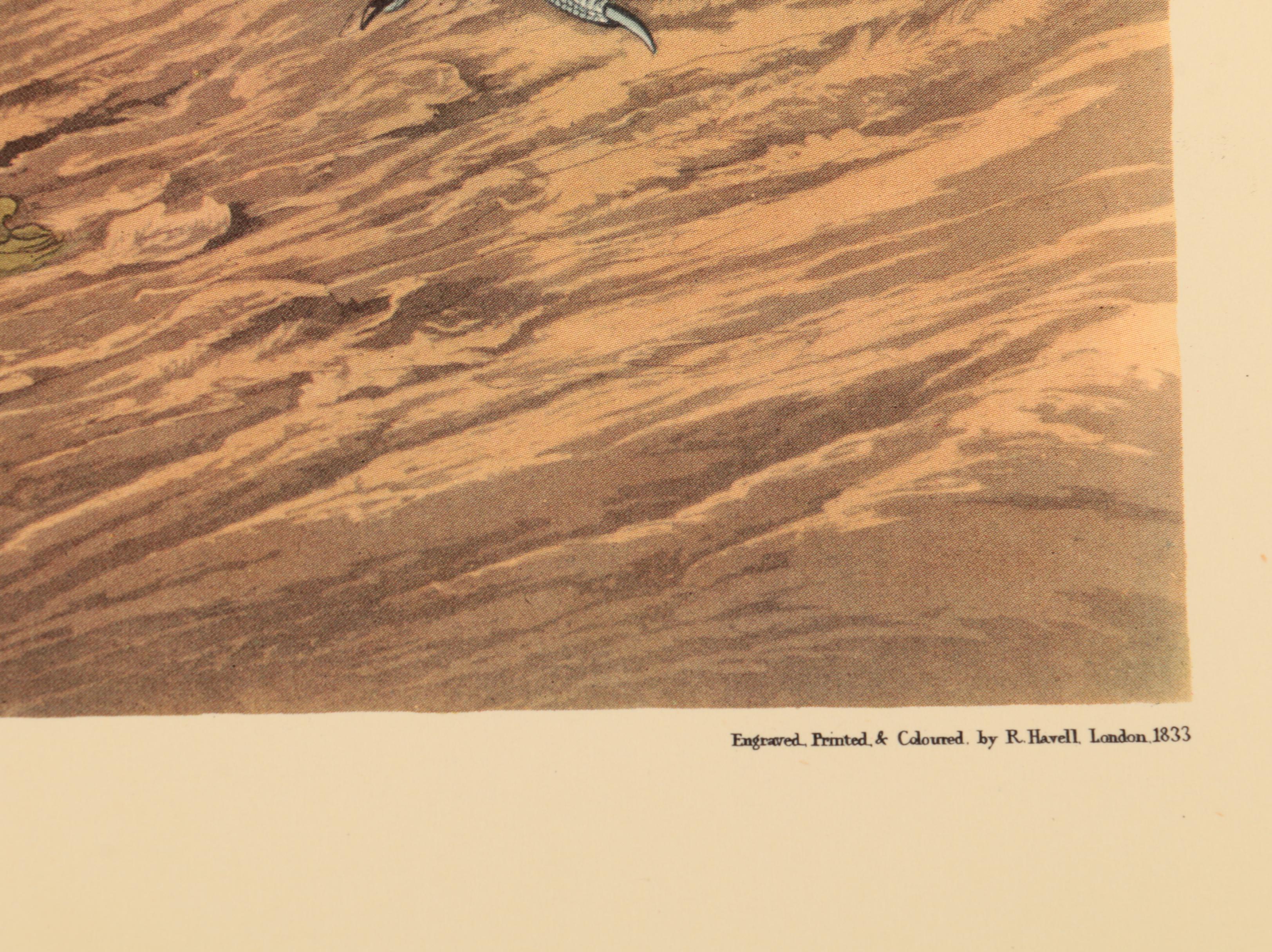 Offset Lithographs after J. J. Audubon and Robert Havell of Birds