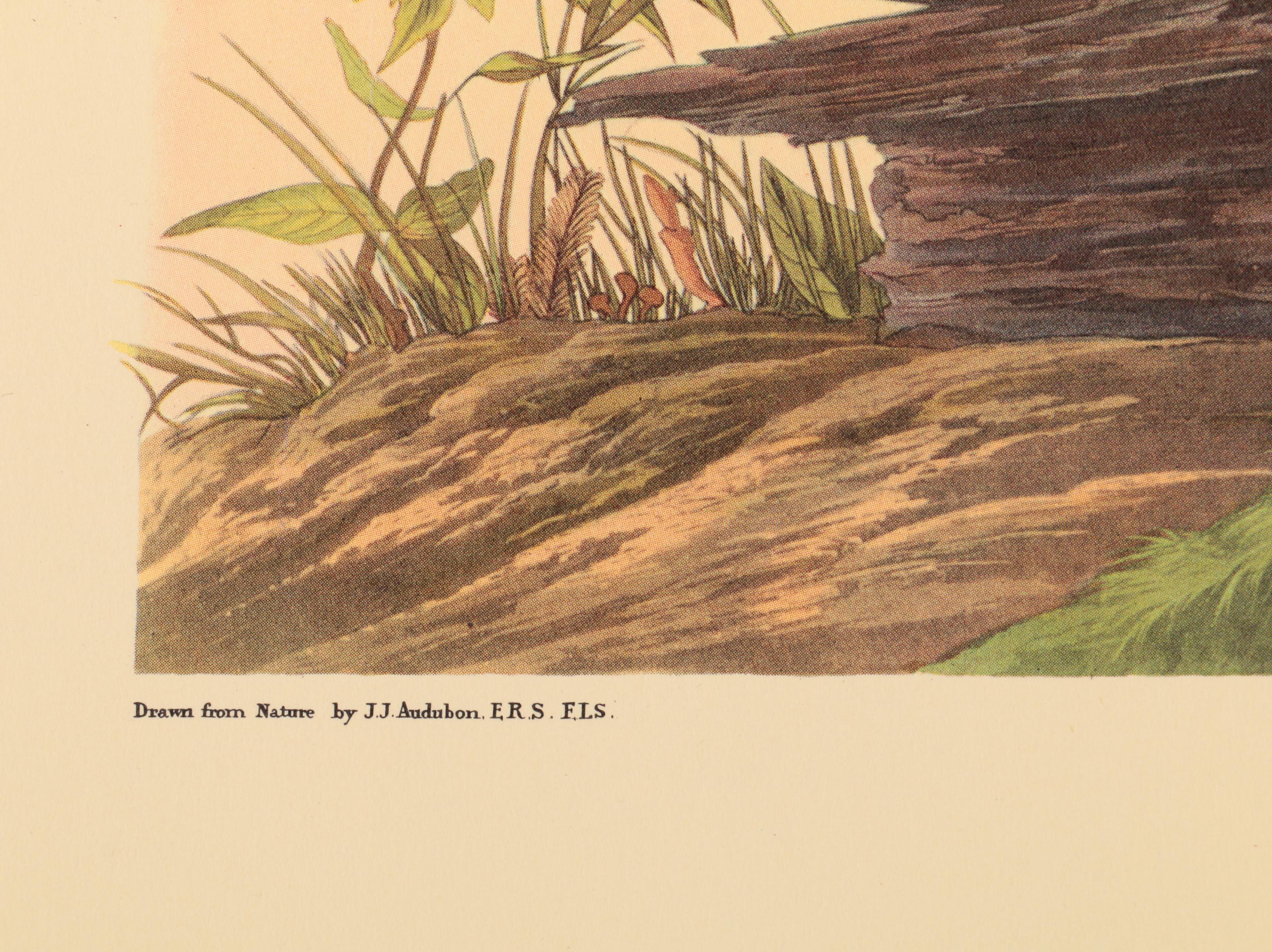 Offset Lithographs after J. J. Audubon and Robert Havell of Birds