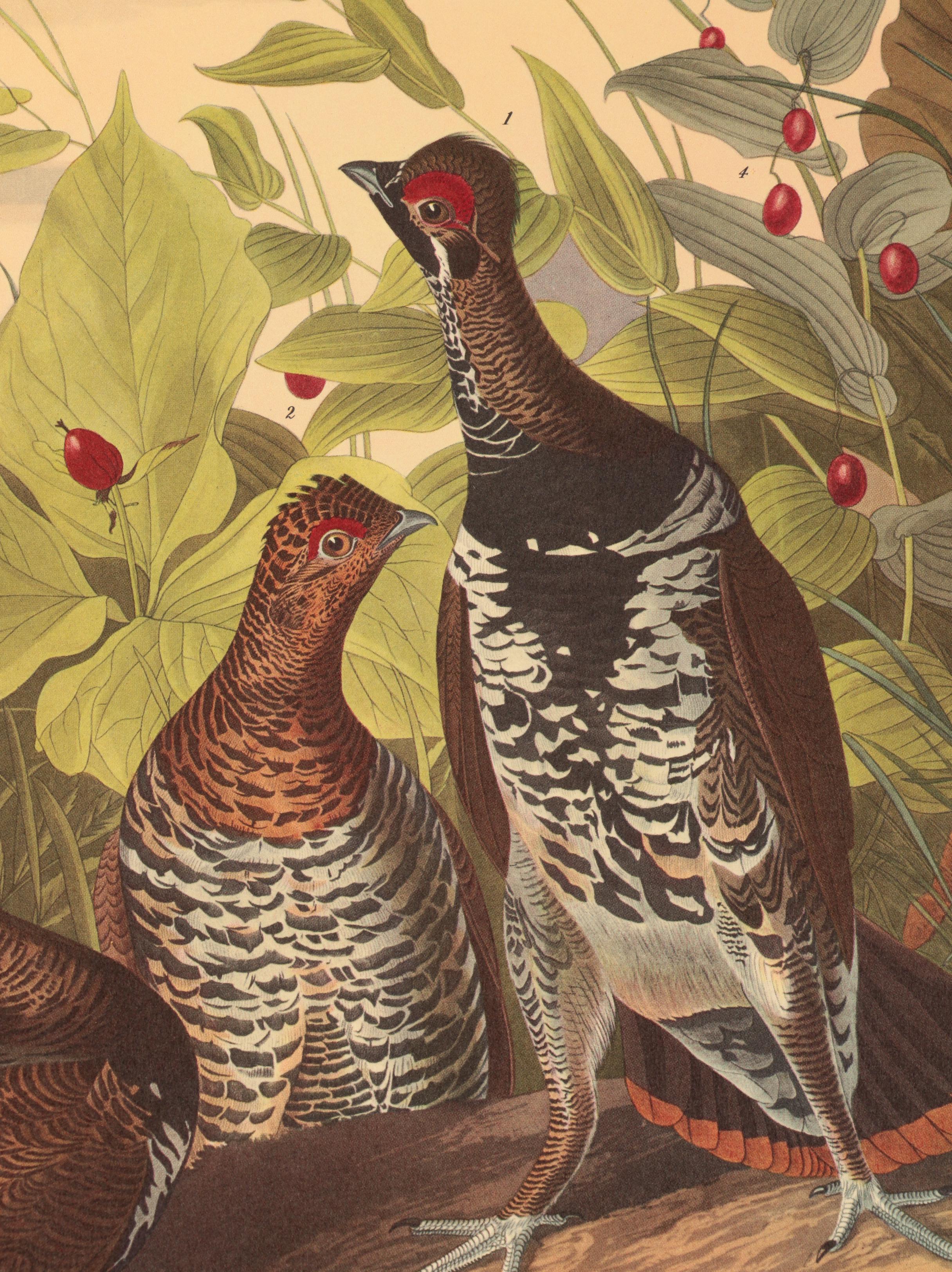 Offset Lithographs after J. J. Audubon and Robert Havell of Birds