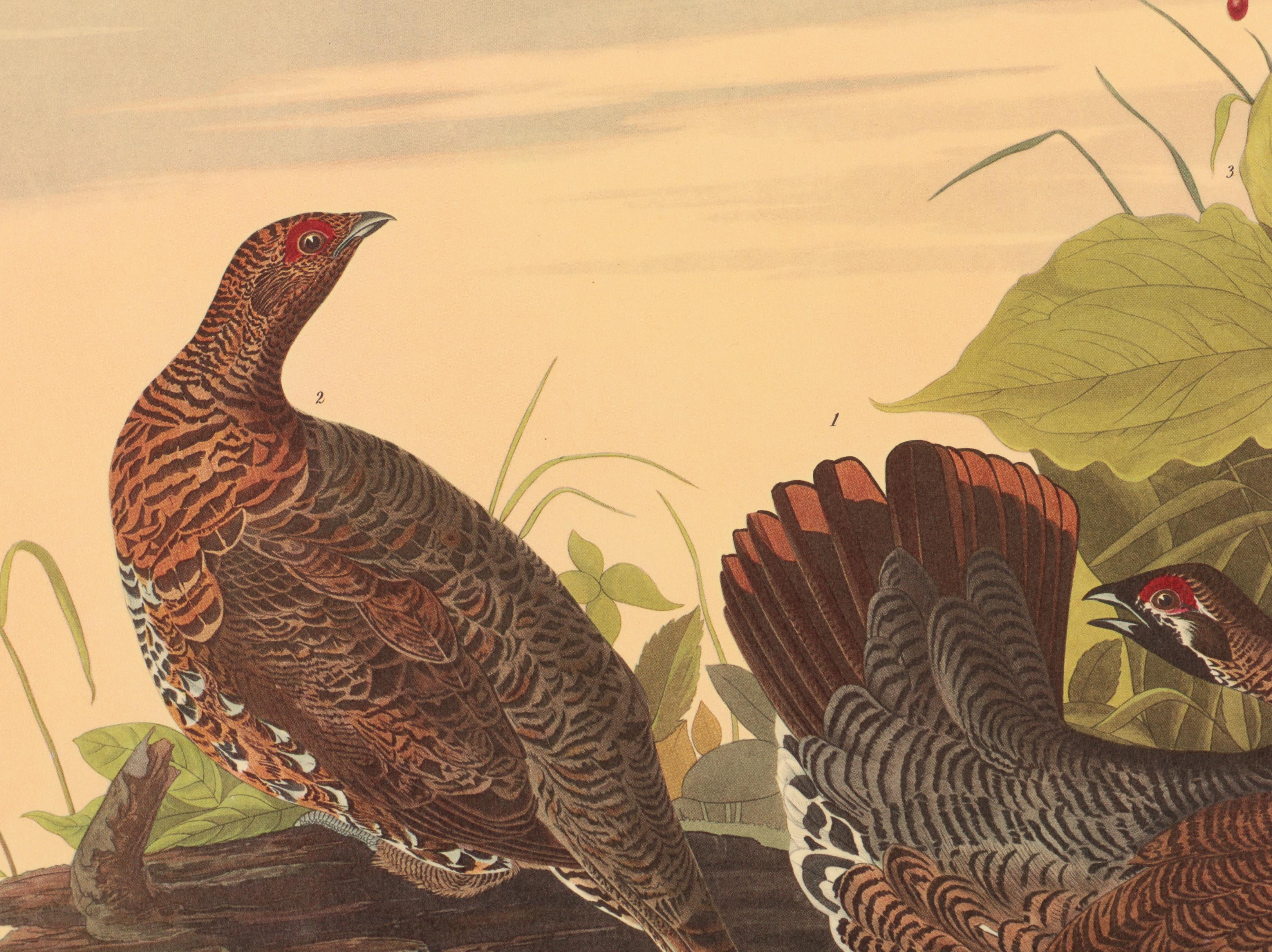 Offset Lithographs after J. J. Audubon and Robert Havell of Birds
