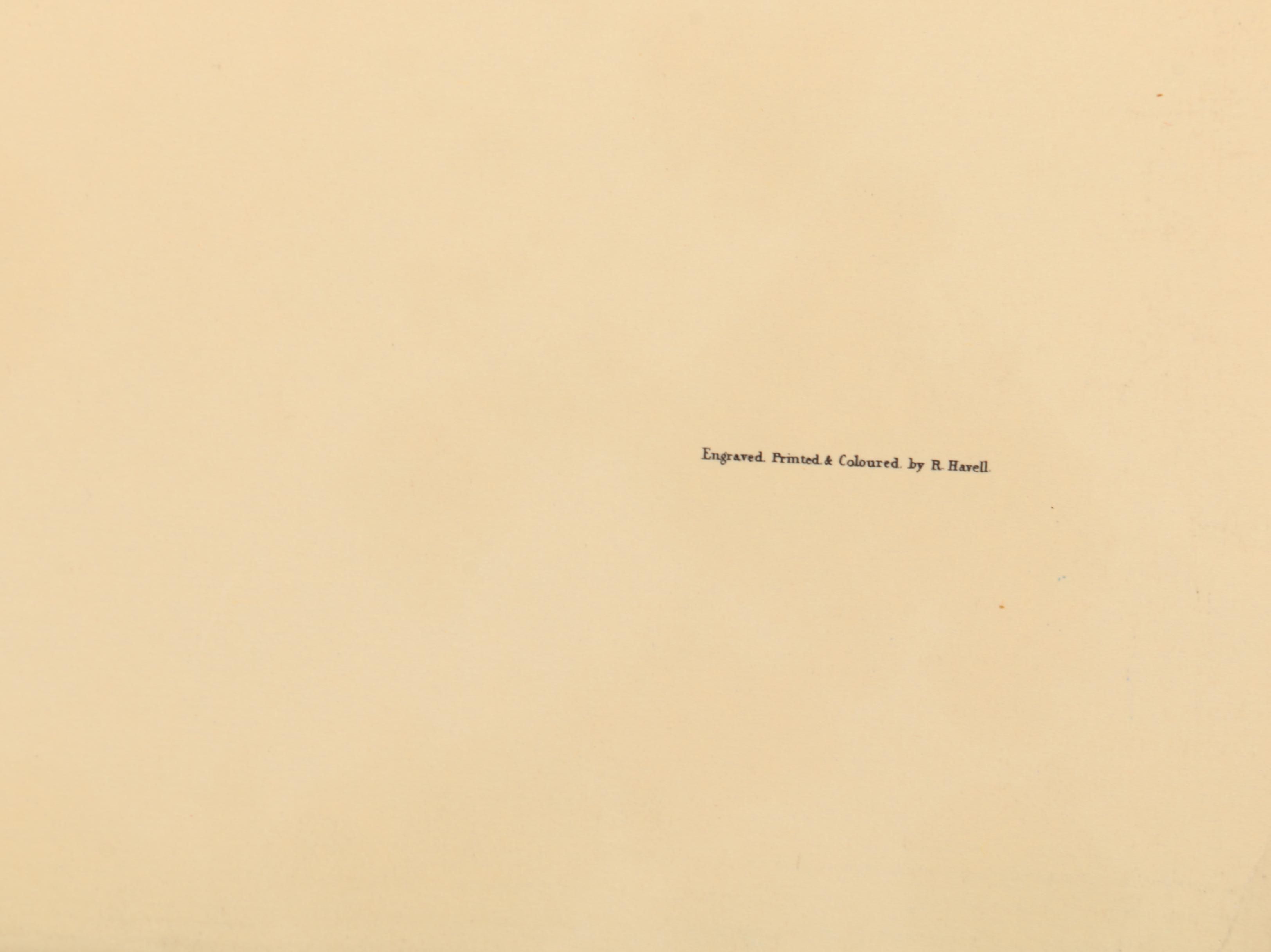 Offset Lithographs after J. J. Audubon and Robert Havell of Birds