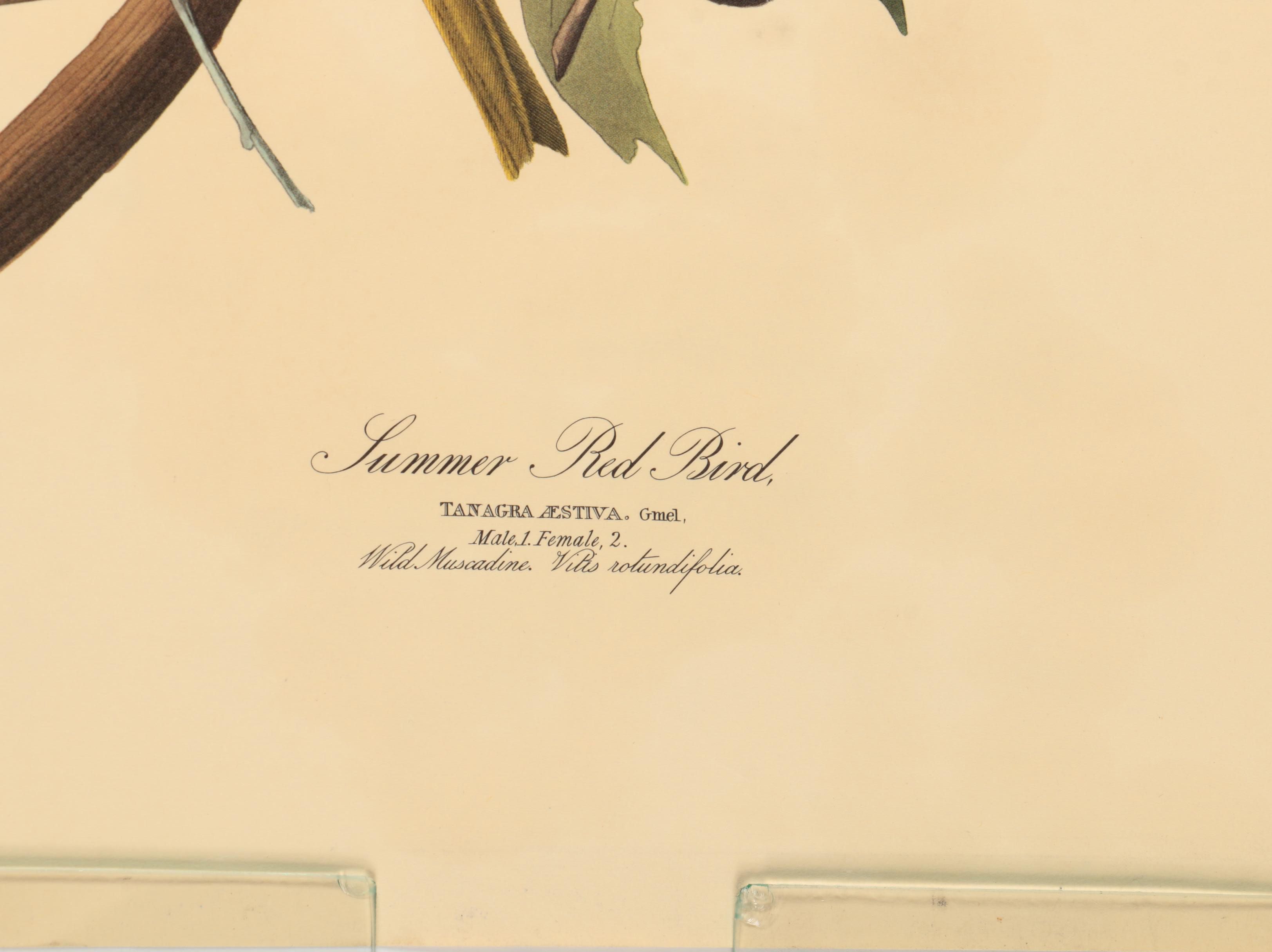 Offset Lithographs after J. J. Audubon and Robert Havell of Birds