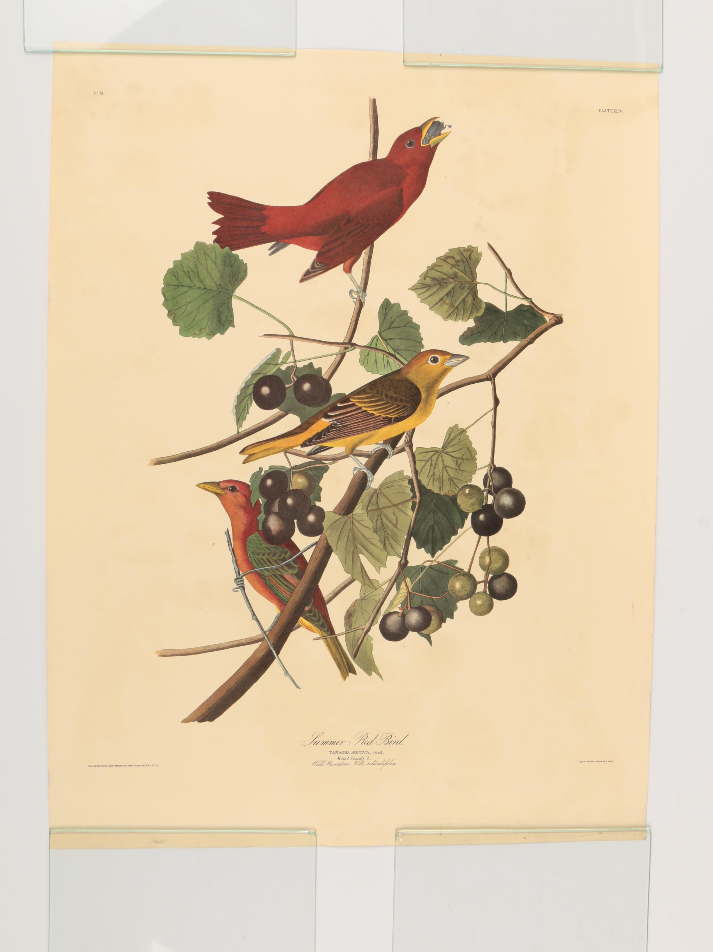 Offset Lithographs after J. J. Audubon and Robert Havell of Birds