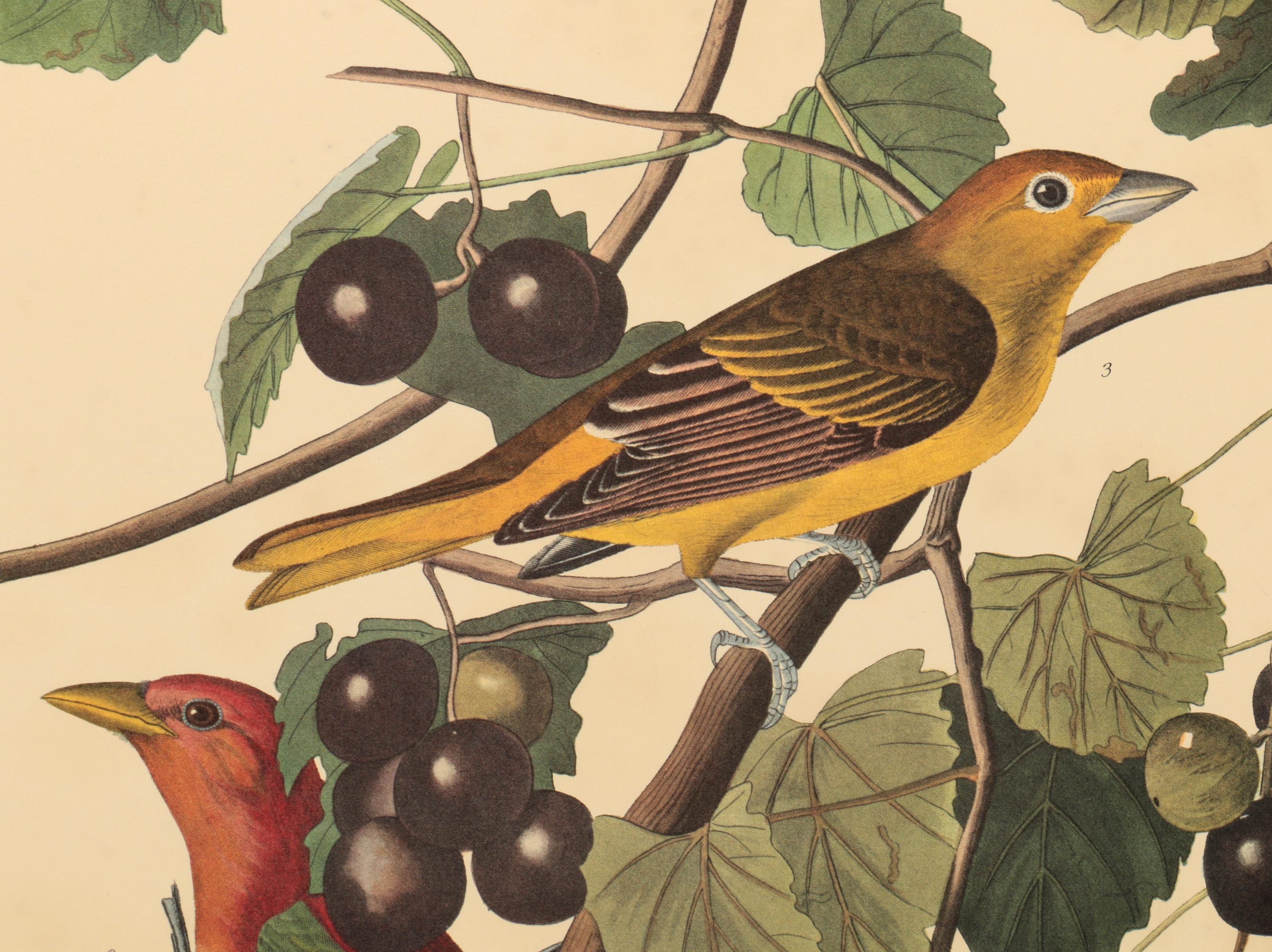 Offset Lithographs after J. J. Audubon and Robert Havell of Birds