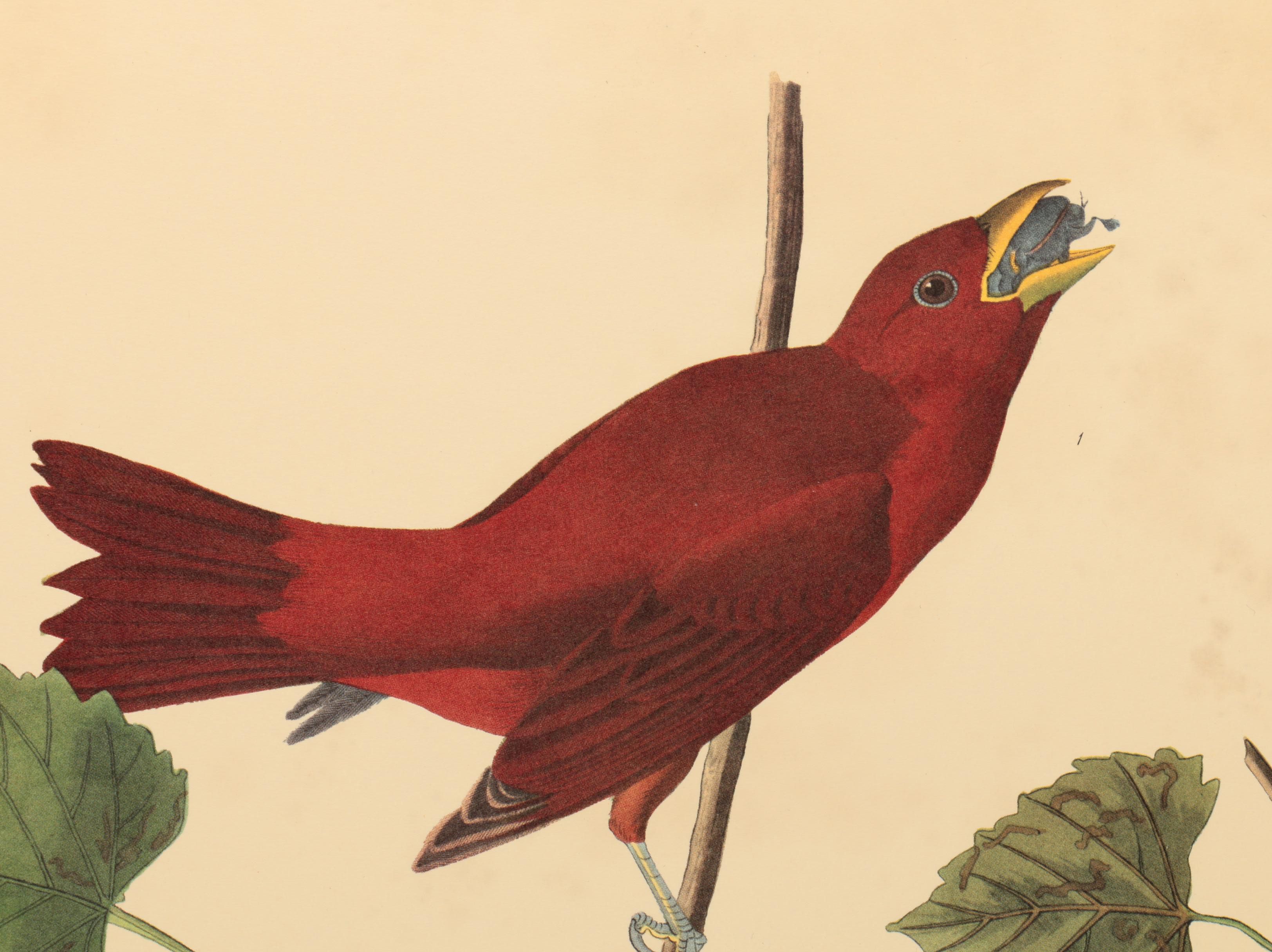 Offset Lithographs after J. J. Audubon and Robert Havell of Birds