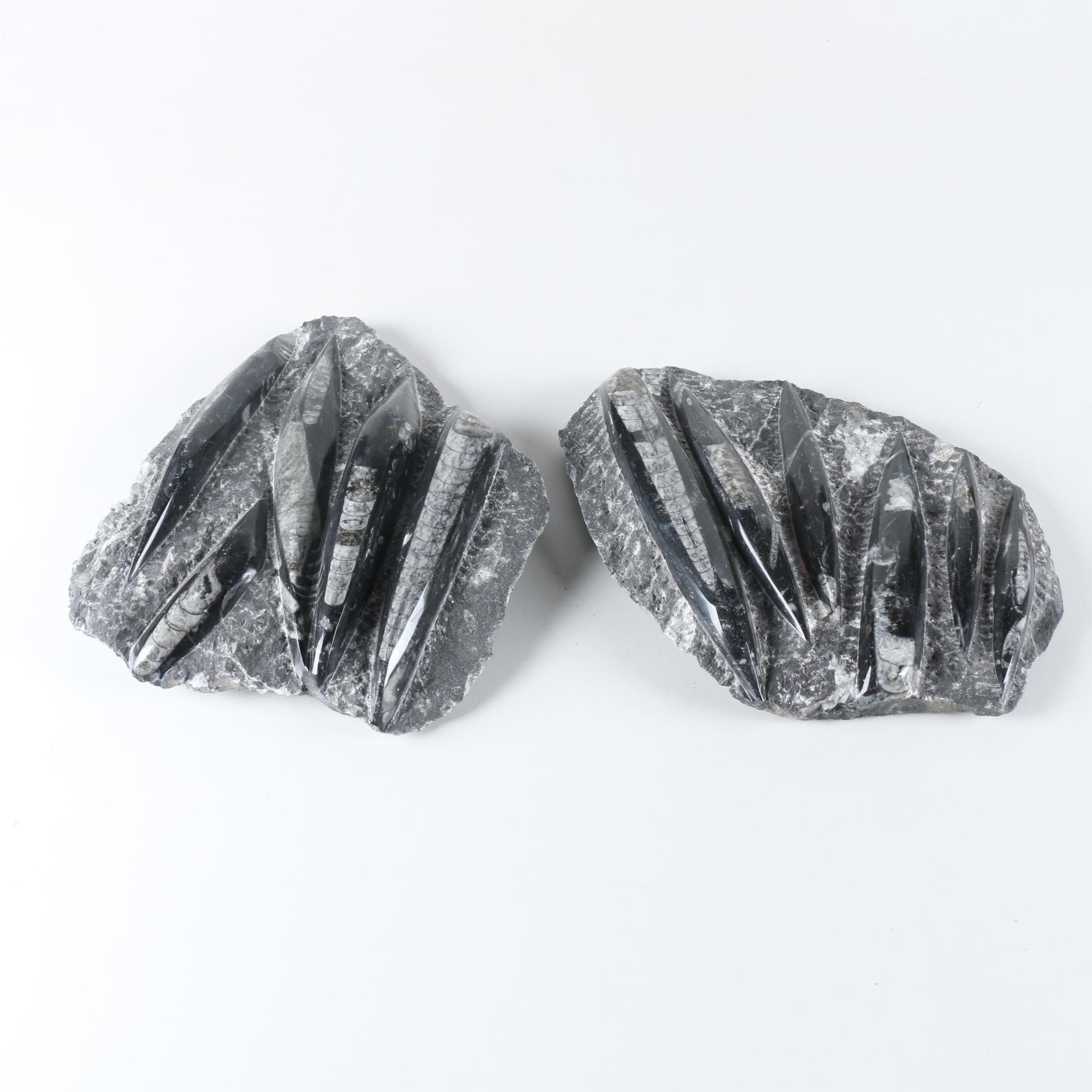 Orthoconic Cephalopod Slabs