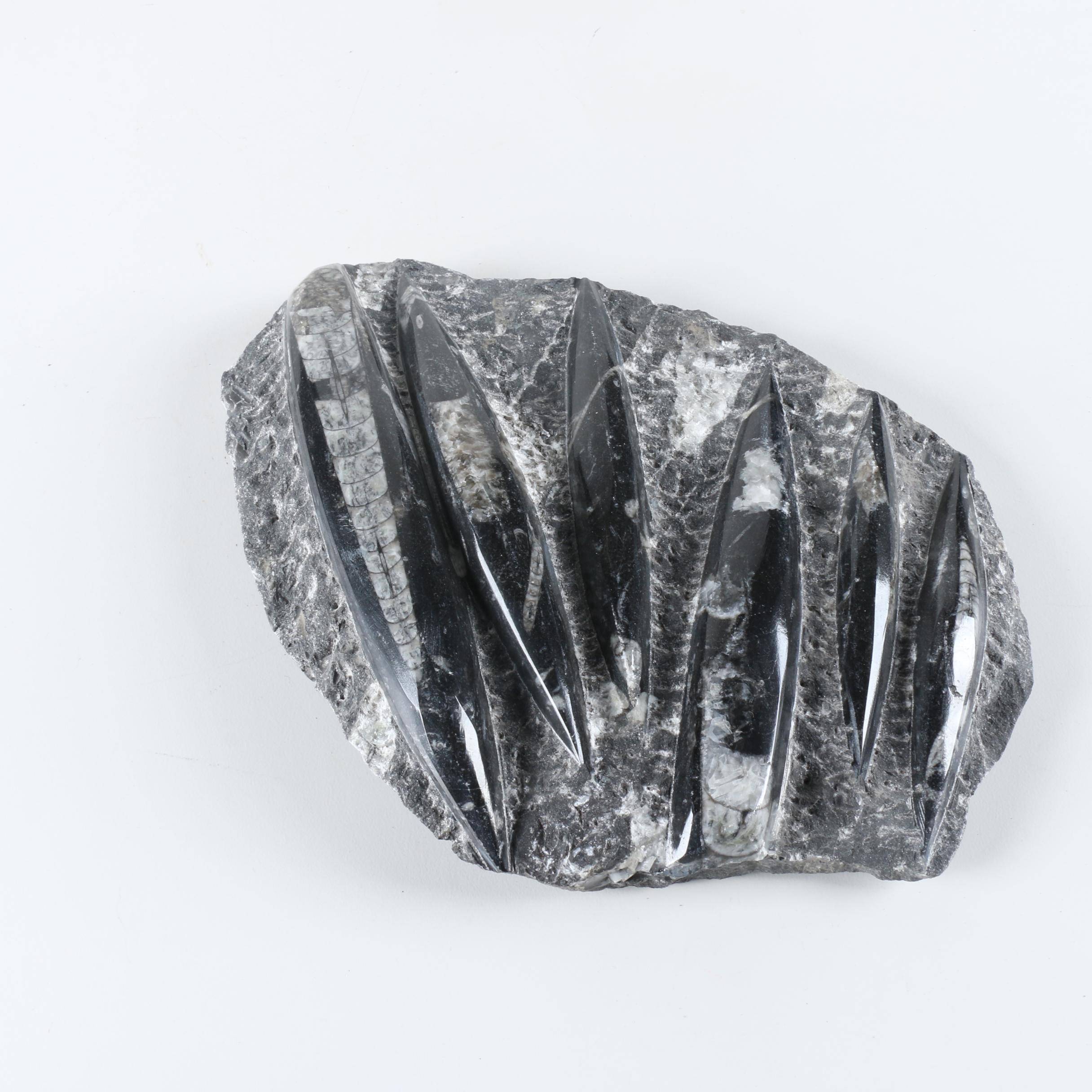 Orthoconic Cephalopod Slabs