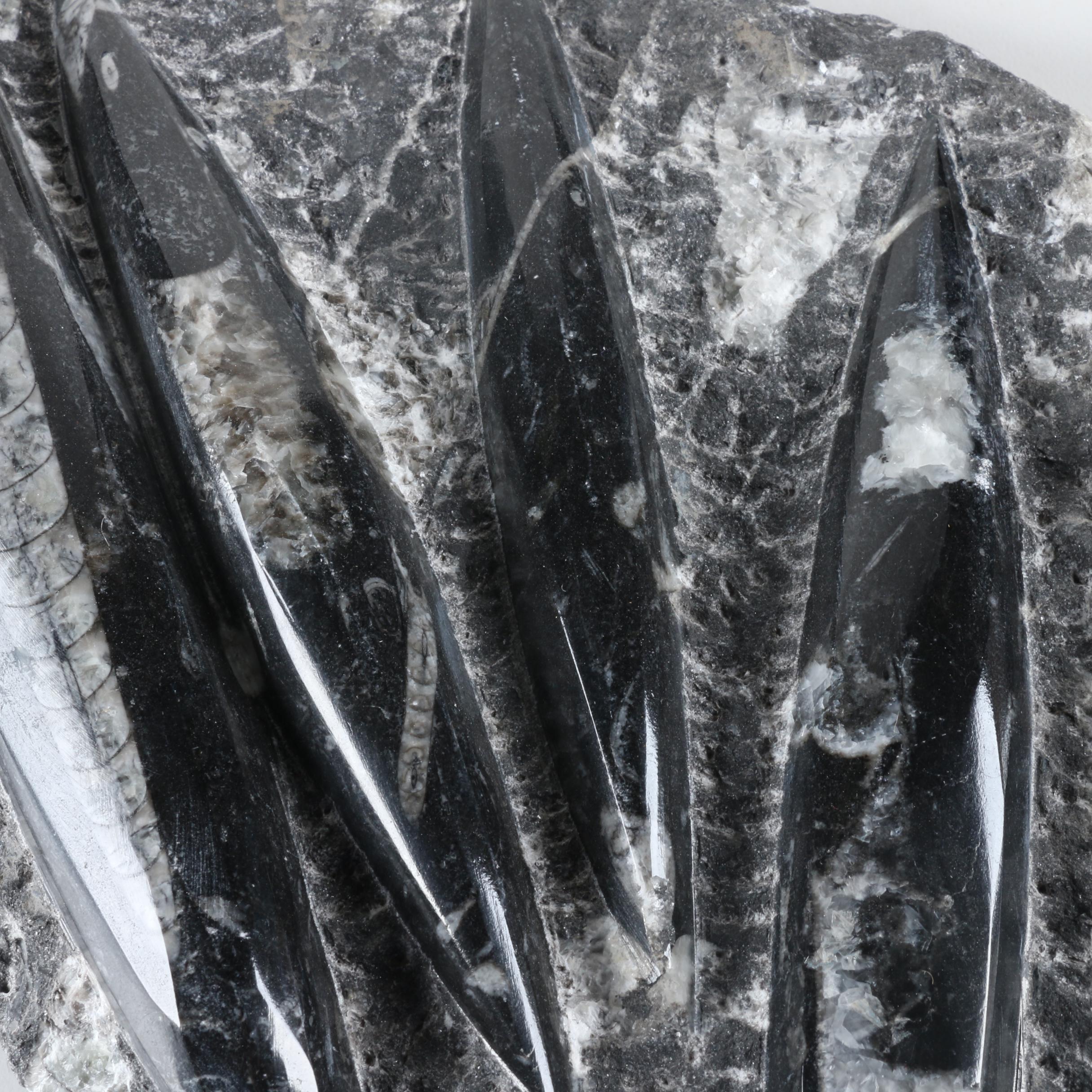 Orthoconic Cephalopod Slabs