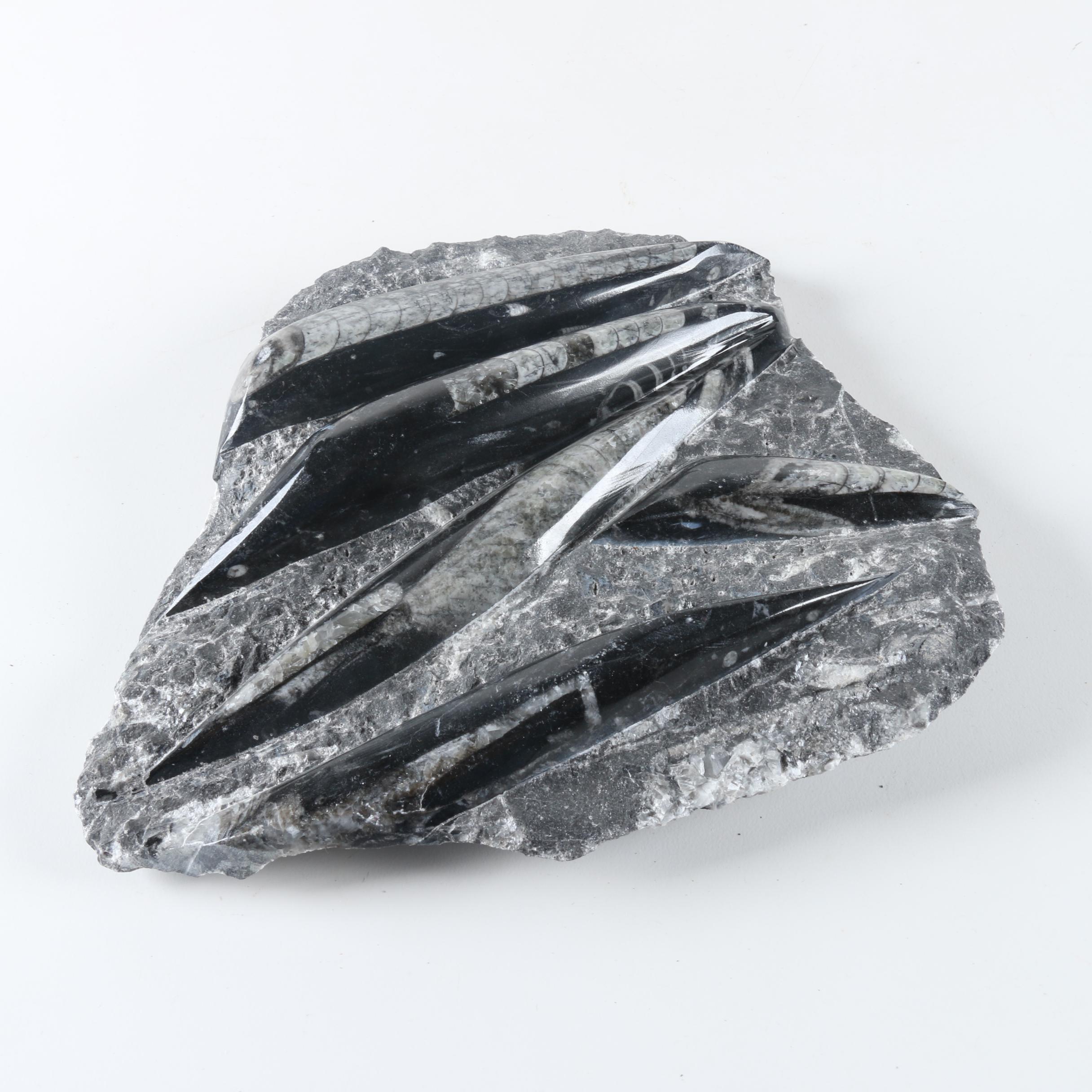 Orthoconic Cephalopod Slabs