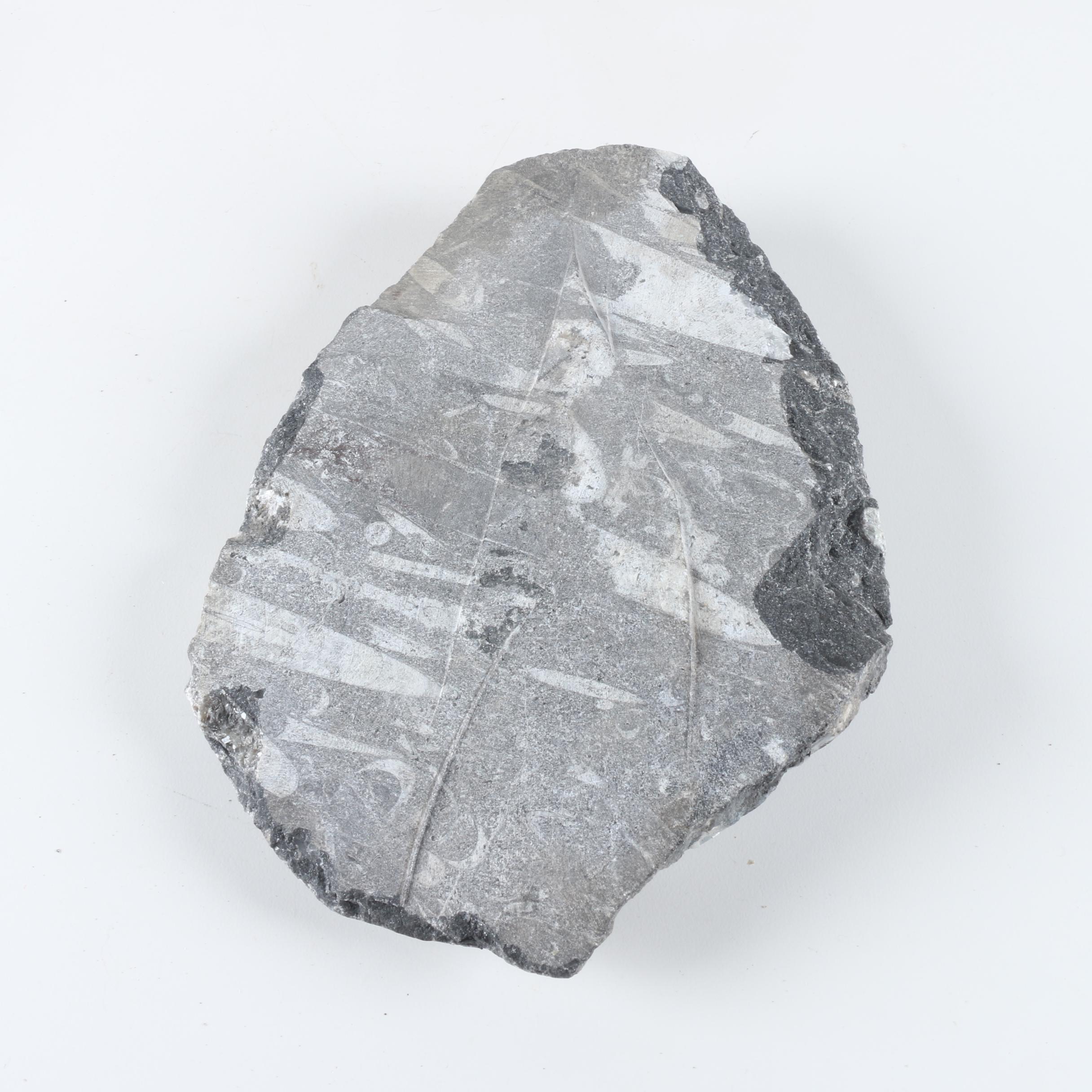 Orthoconic Cephalopod Slabs