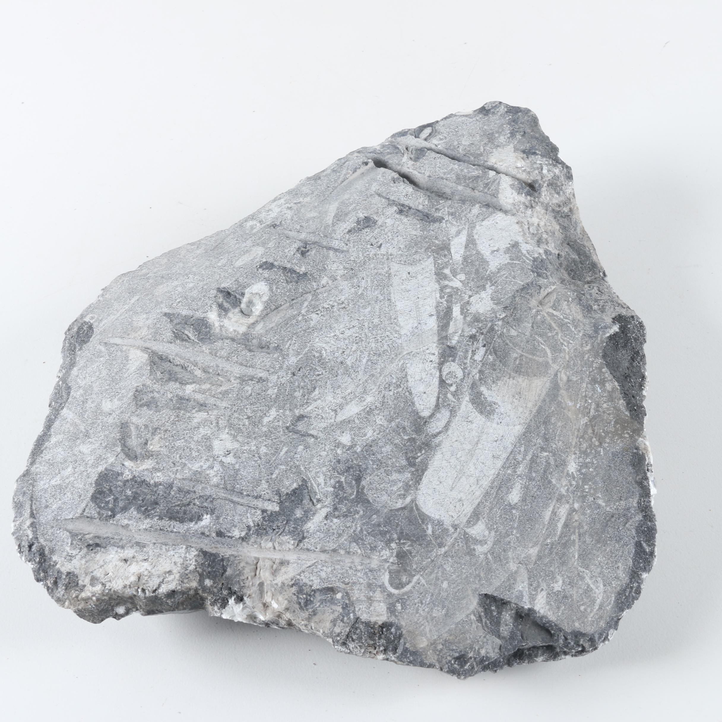 Orthoconic Cephalopod Slabs