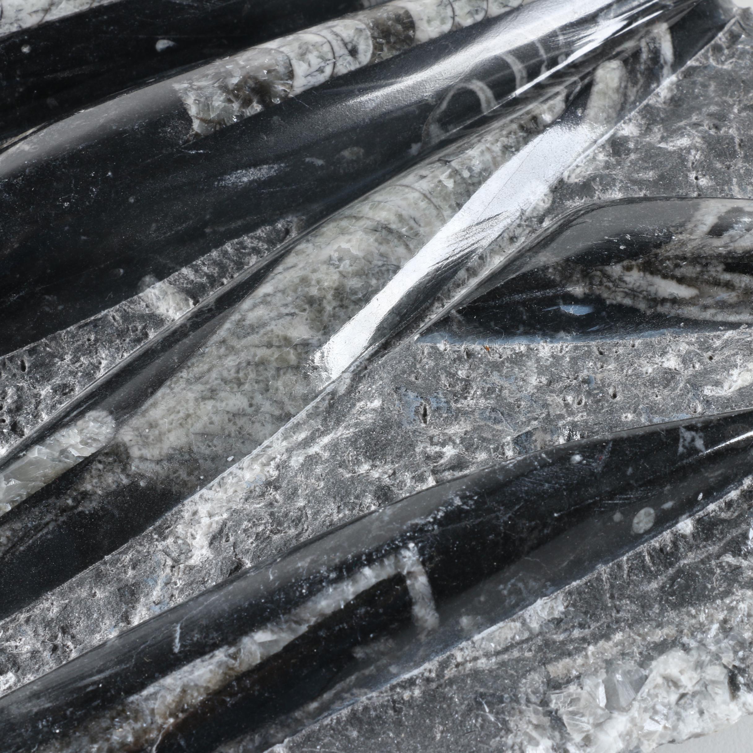 Orthoconic Cephalopod Slabs