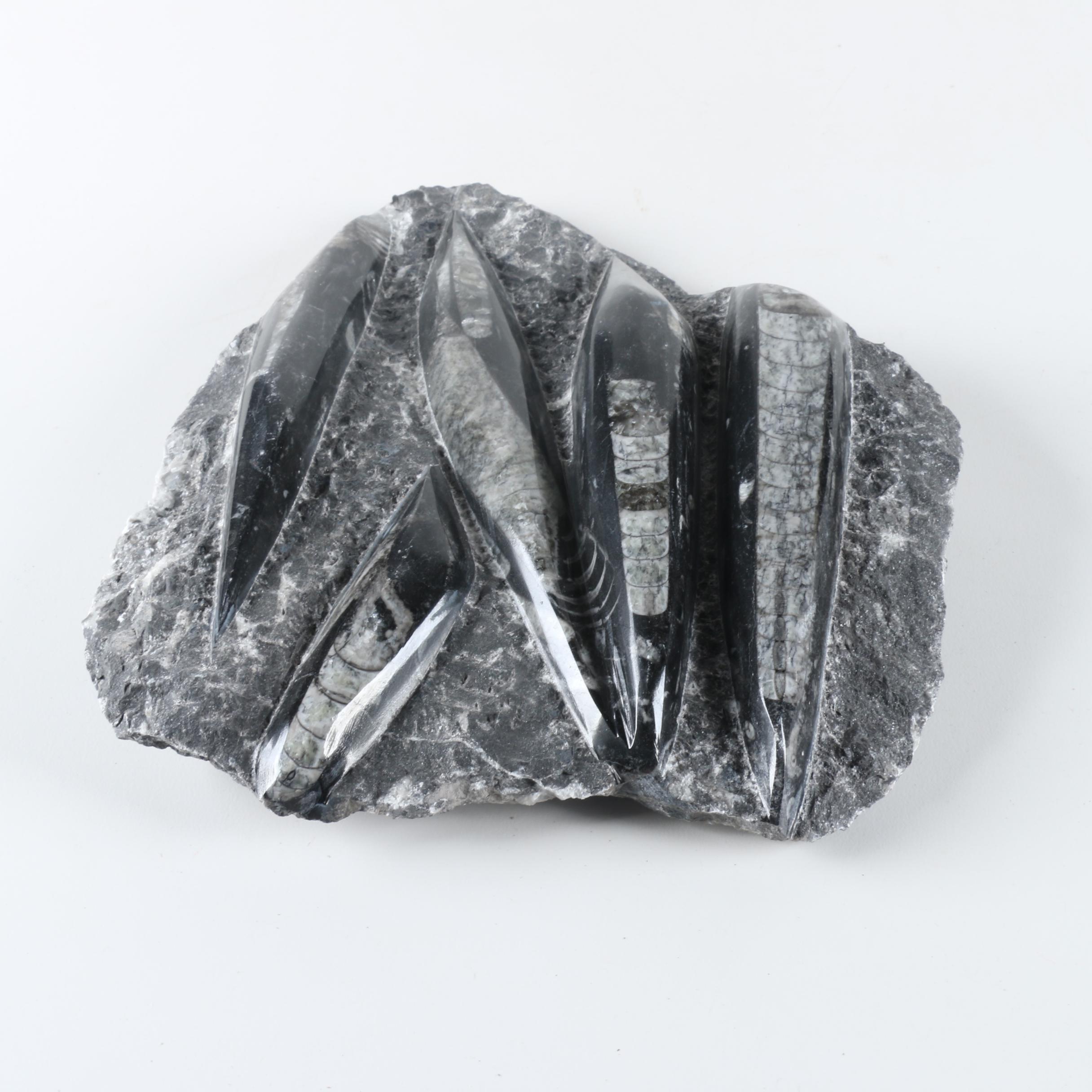 Orthoconic Cephalopod Slabs