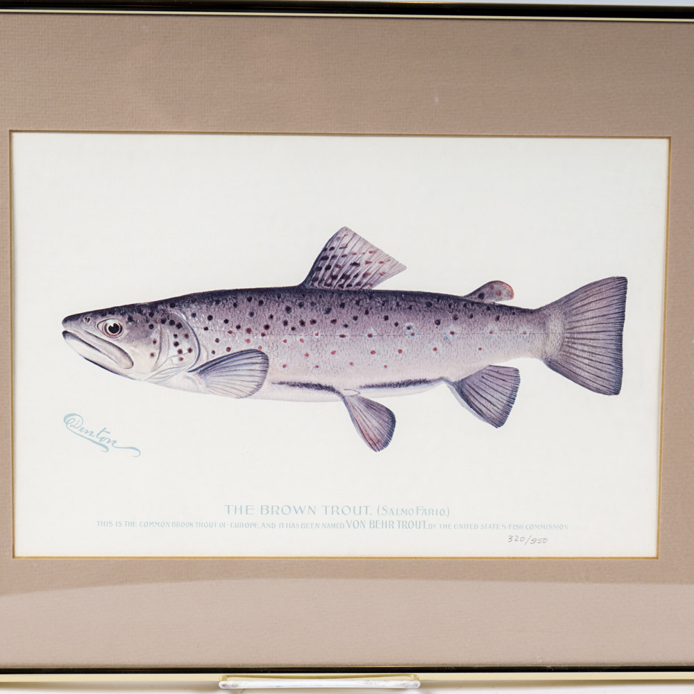 Sherman Denton Limited Edition Offset Lithographs of Trout