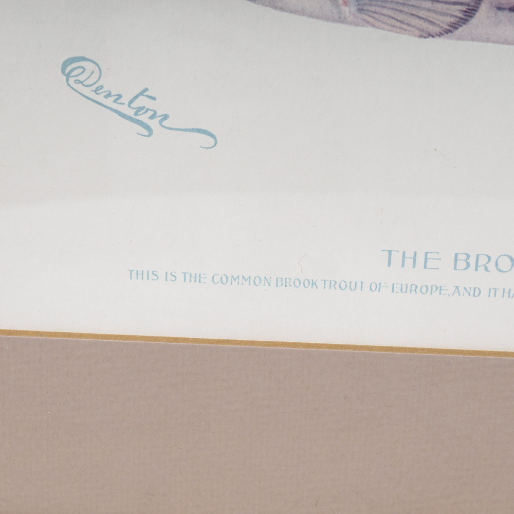 Sherman Denton Limited Edition Offset Lithographs of Trout