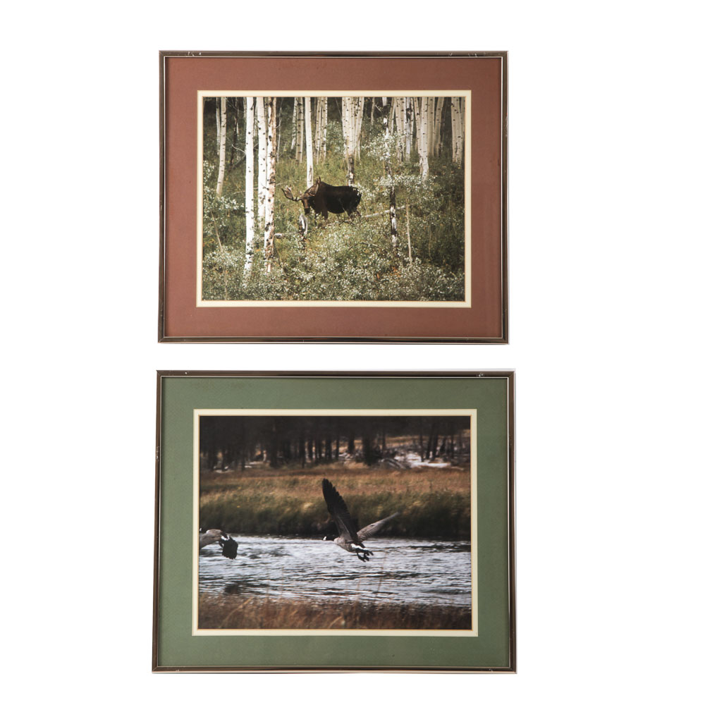 Color Photographs of Wildlife Scenes