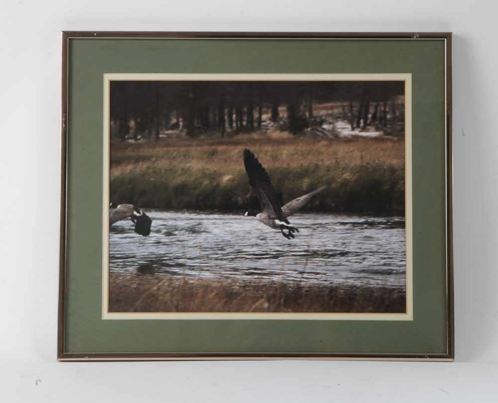 Color Photographs of Wildlife Scenes