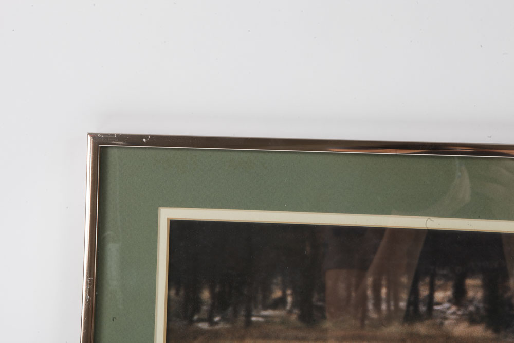 Color Photographs of Wildlife Scenes