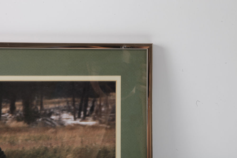 Color Photographs of Wildlife Scenes