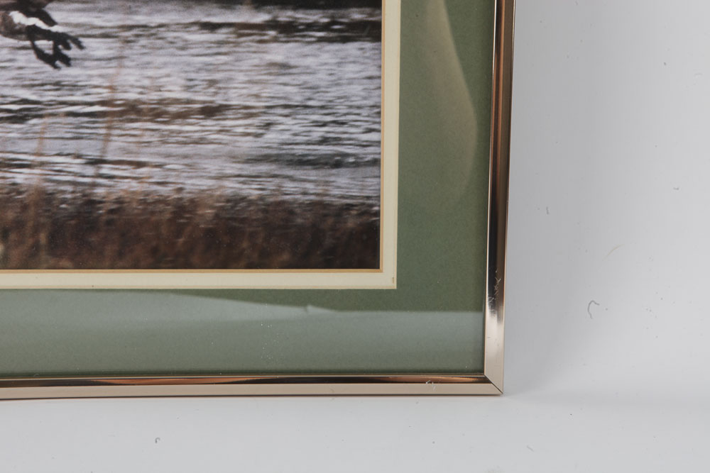 Color Photographs of Wildlife Scenes