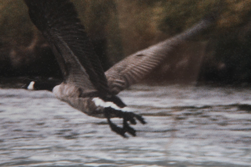 Color Photographs of Wildlife Scenes