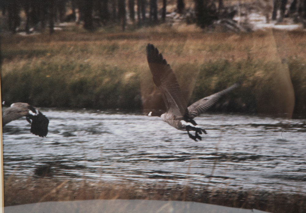 Color Photographs of Wildlife Scenes