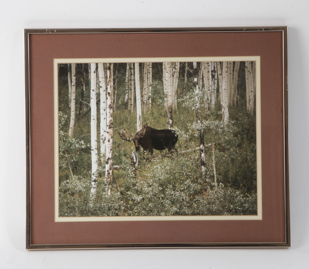 Color Photographs of Wildlife Scenes