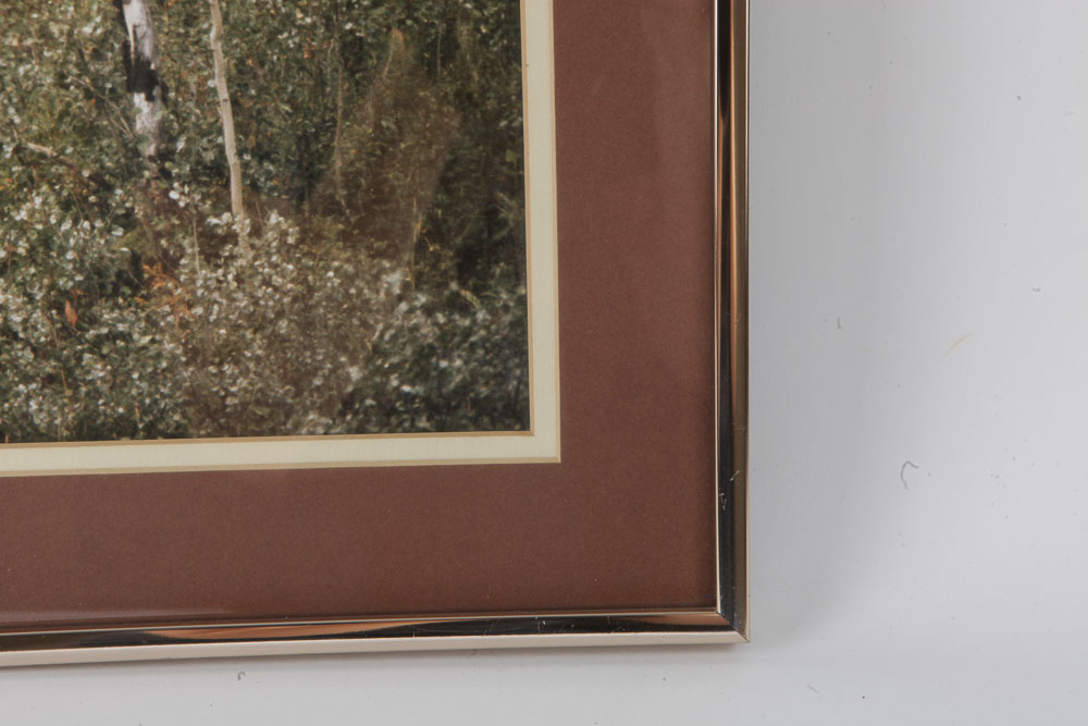 Color Photographs of Wildlife Scenes