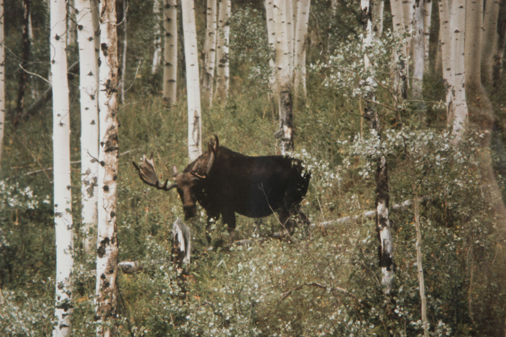 Color Photographs of Wildlife Scenes