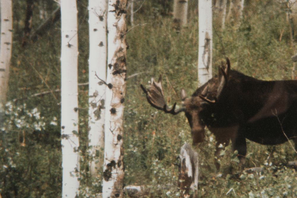 Color Photographs of Wildlife Scenes