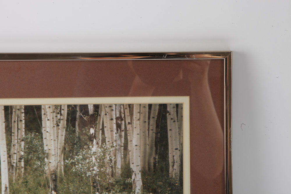 Color Photographs of Wildlife Scenes