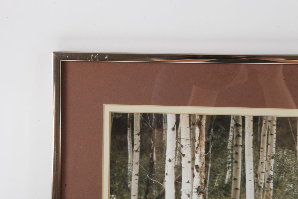 Color Photographs of Wildlife Scenes