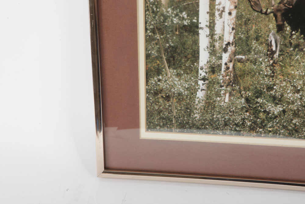 Color Photographs of Wildlife Scenes