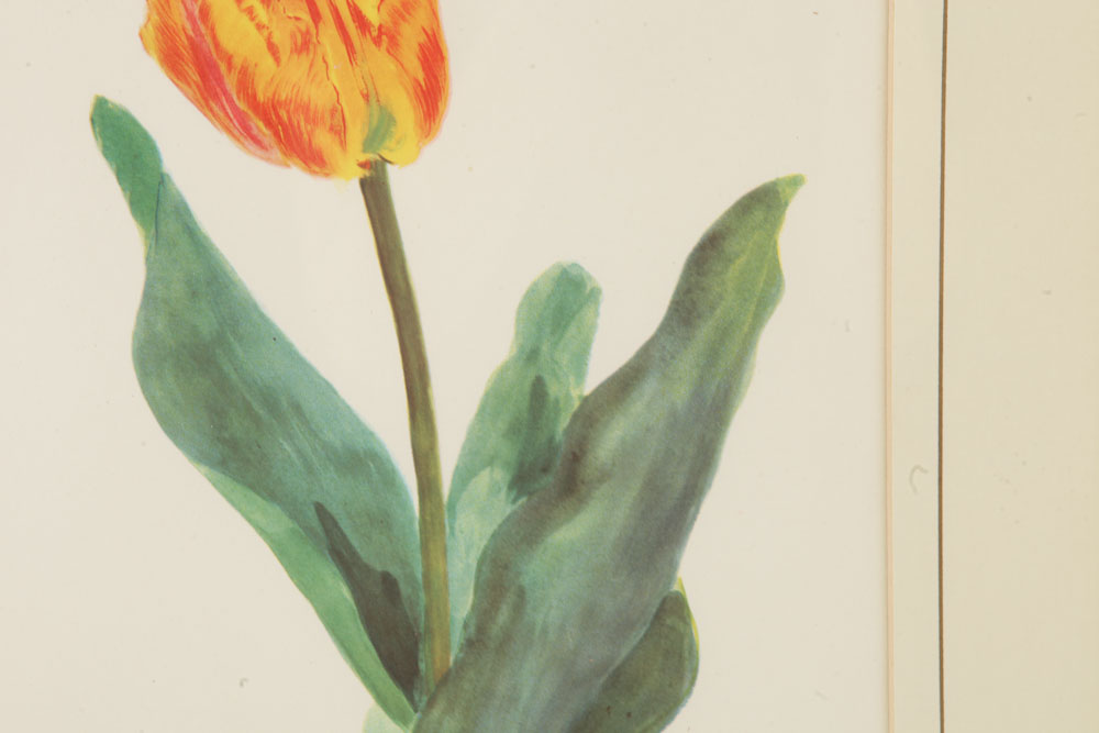 Pair of Plant Themed Offset Lithographs on Paper