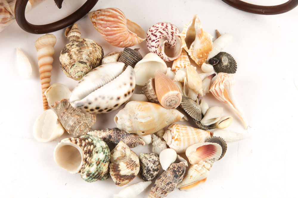 Hurricane Glass Candlestick Holder and Decorative Sea Shells