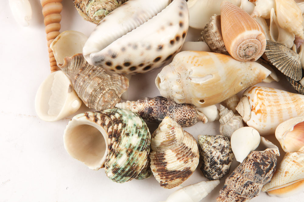 Hurricane Glass Candlestick Holder and Decorative Sea Shells