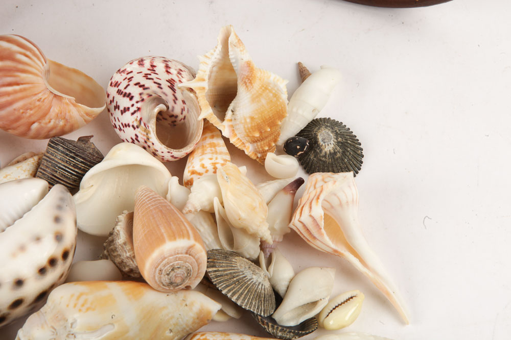 Hurricane Glass Candlestick Holder and Decorative Sea Shells