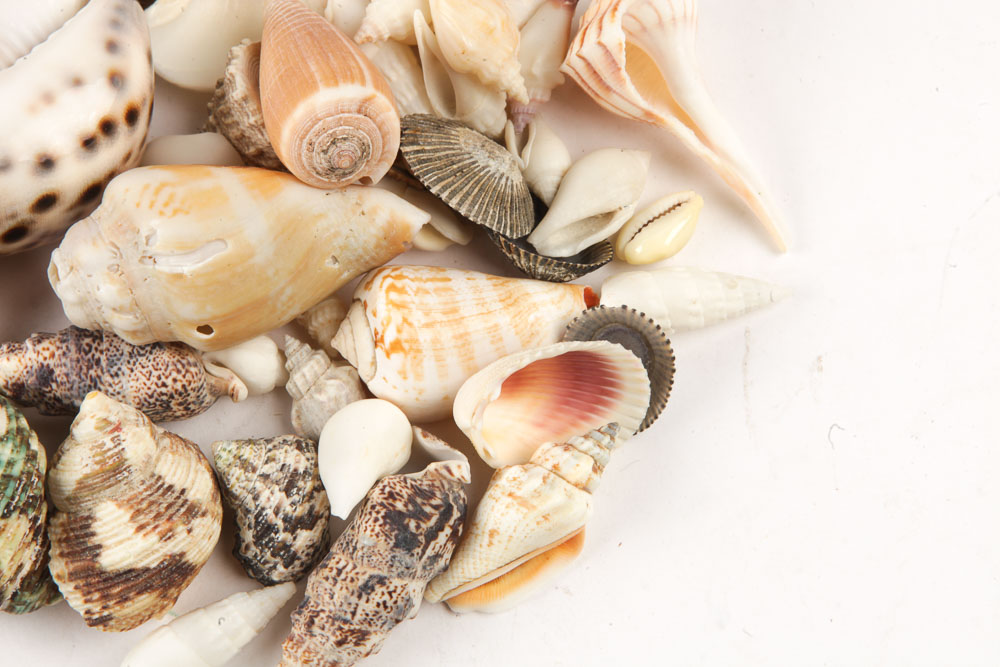 Hurricane Glass Candlestick Holder and Decorative Sea Shells