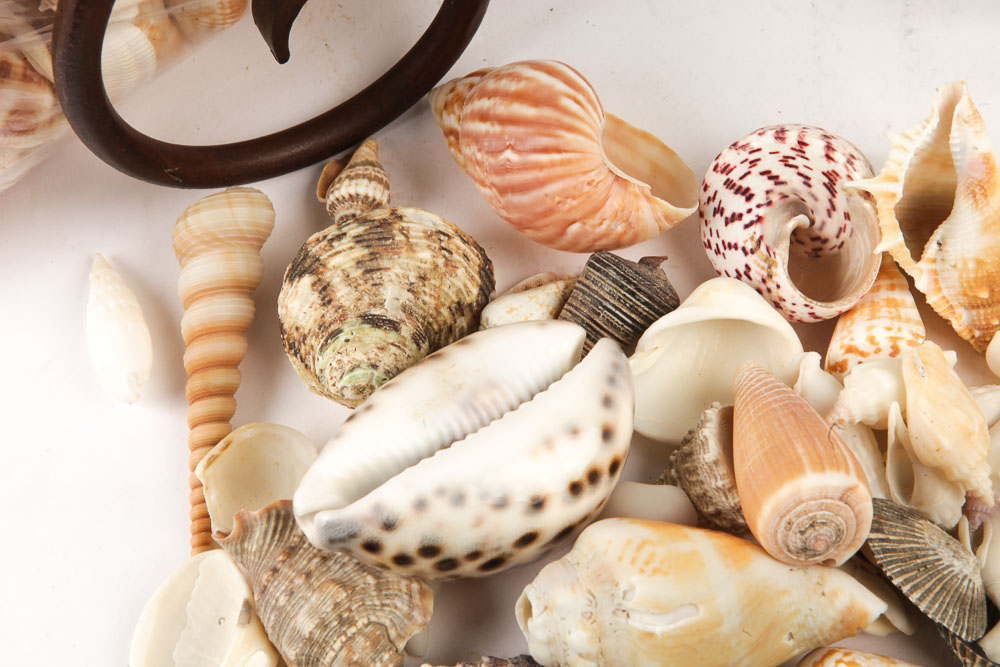 Hurricane Glass Candlestick Holder and Decorative Sea Shells