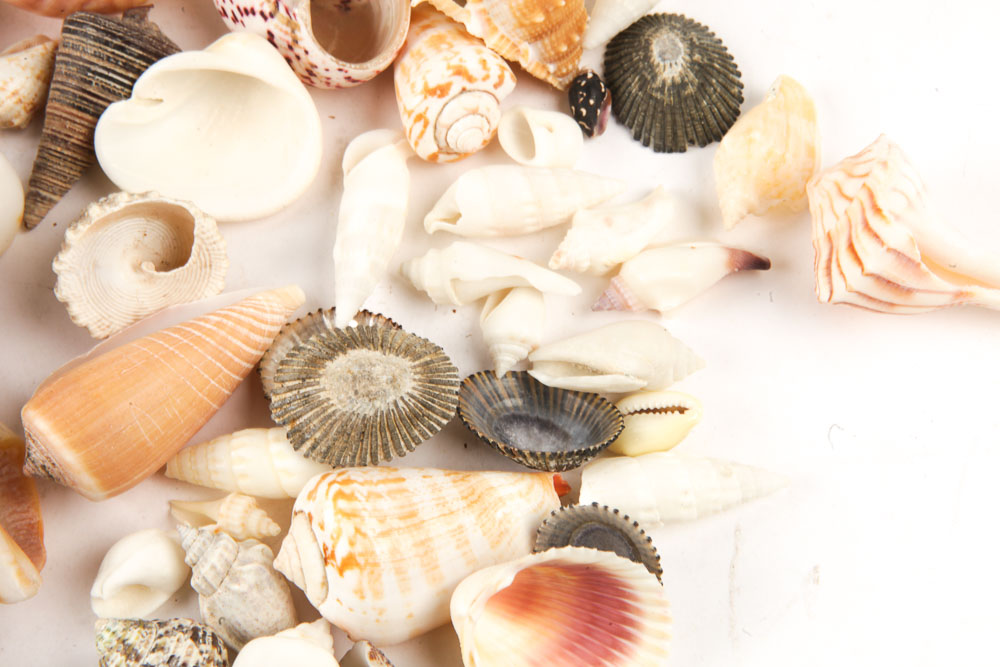 Hurricane Glass Candlestick Holder and Decorative Sea Shells