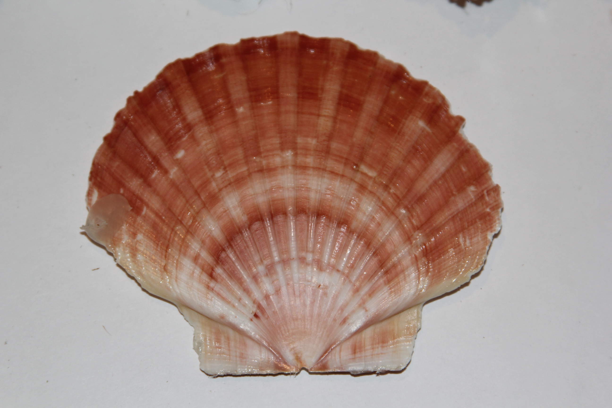 Vintage Seashell Nativity Scenes