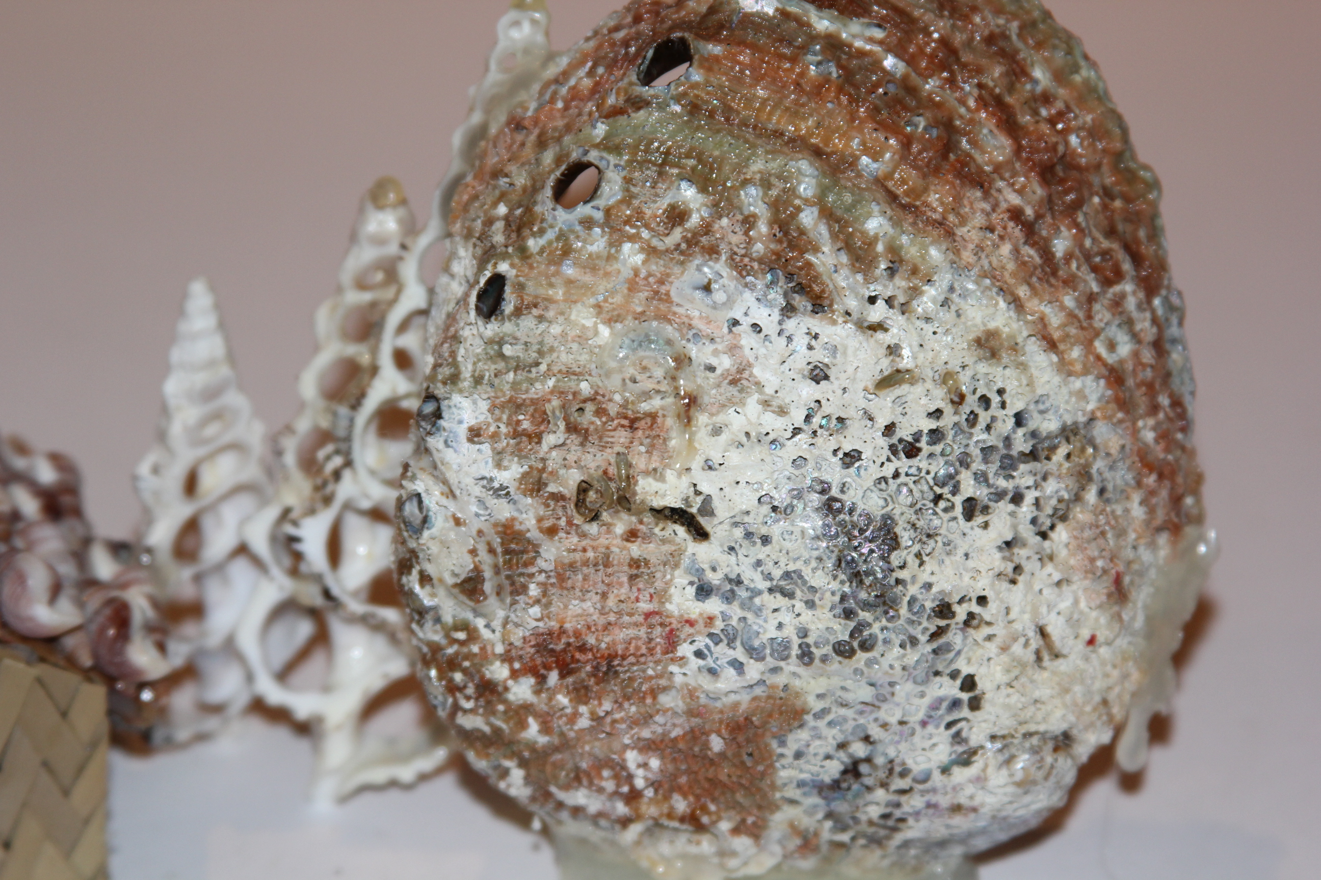 Vintage Seashell Nativity Scenes