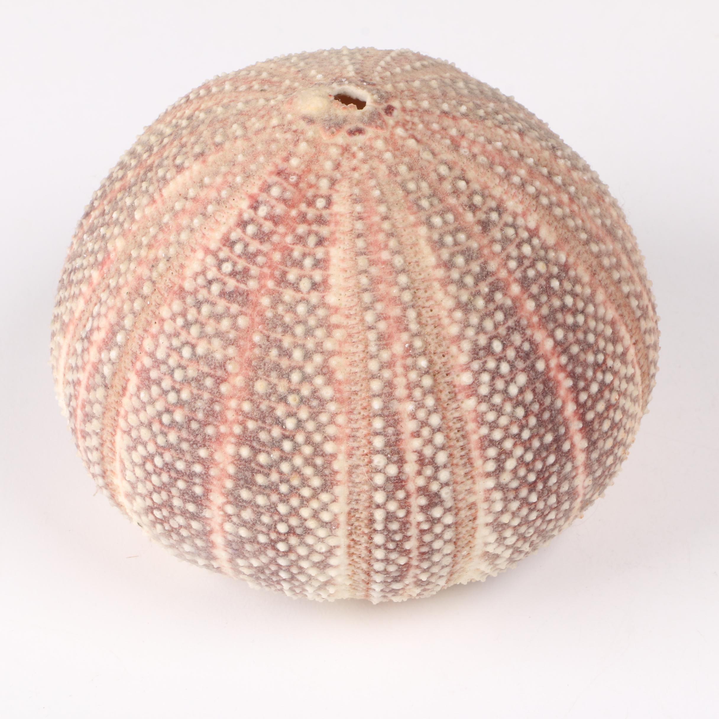 Recent Marine Fossil Specimens