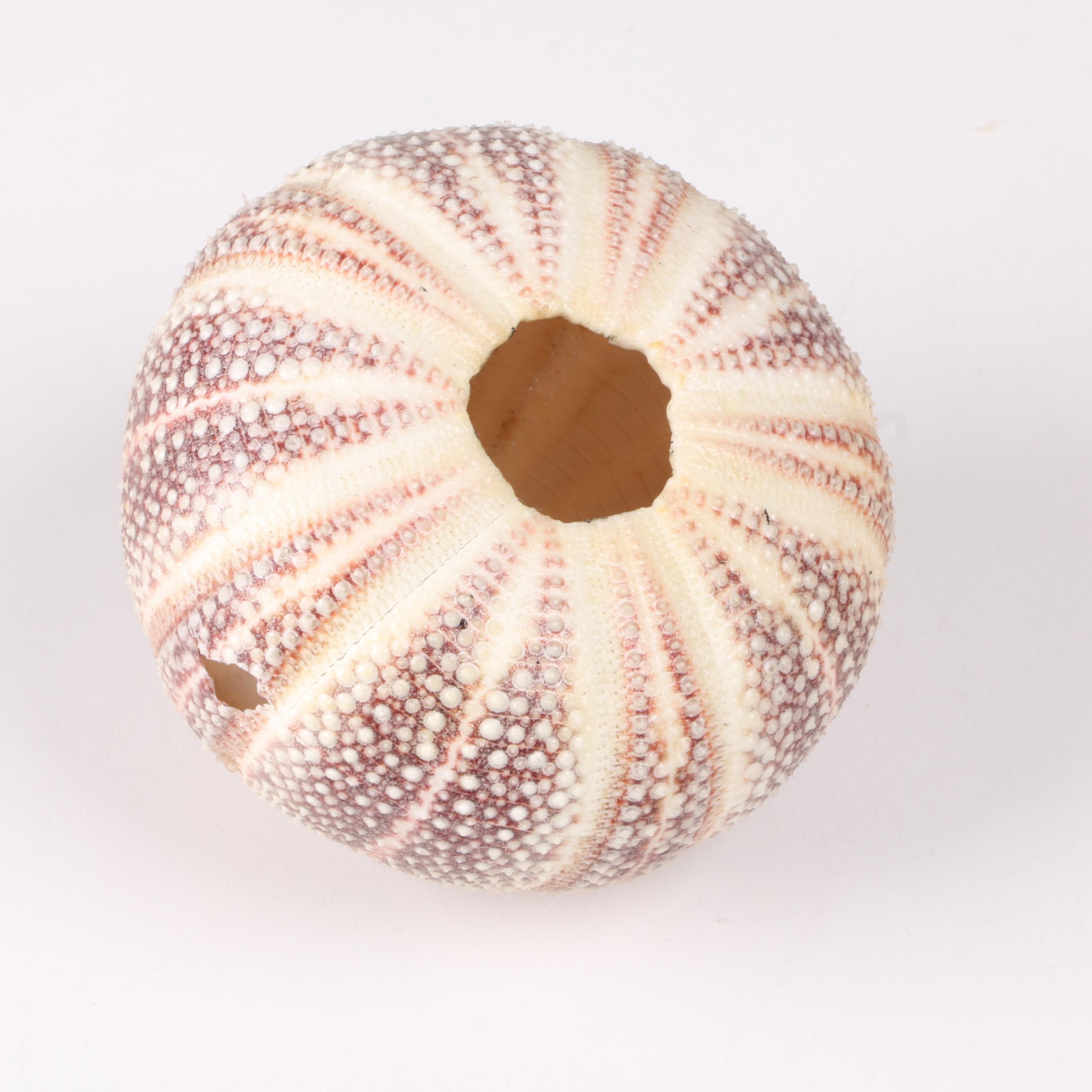 Recent Marine Fossil Specimens