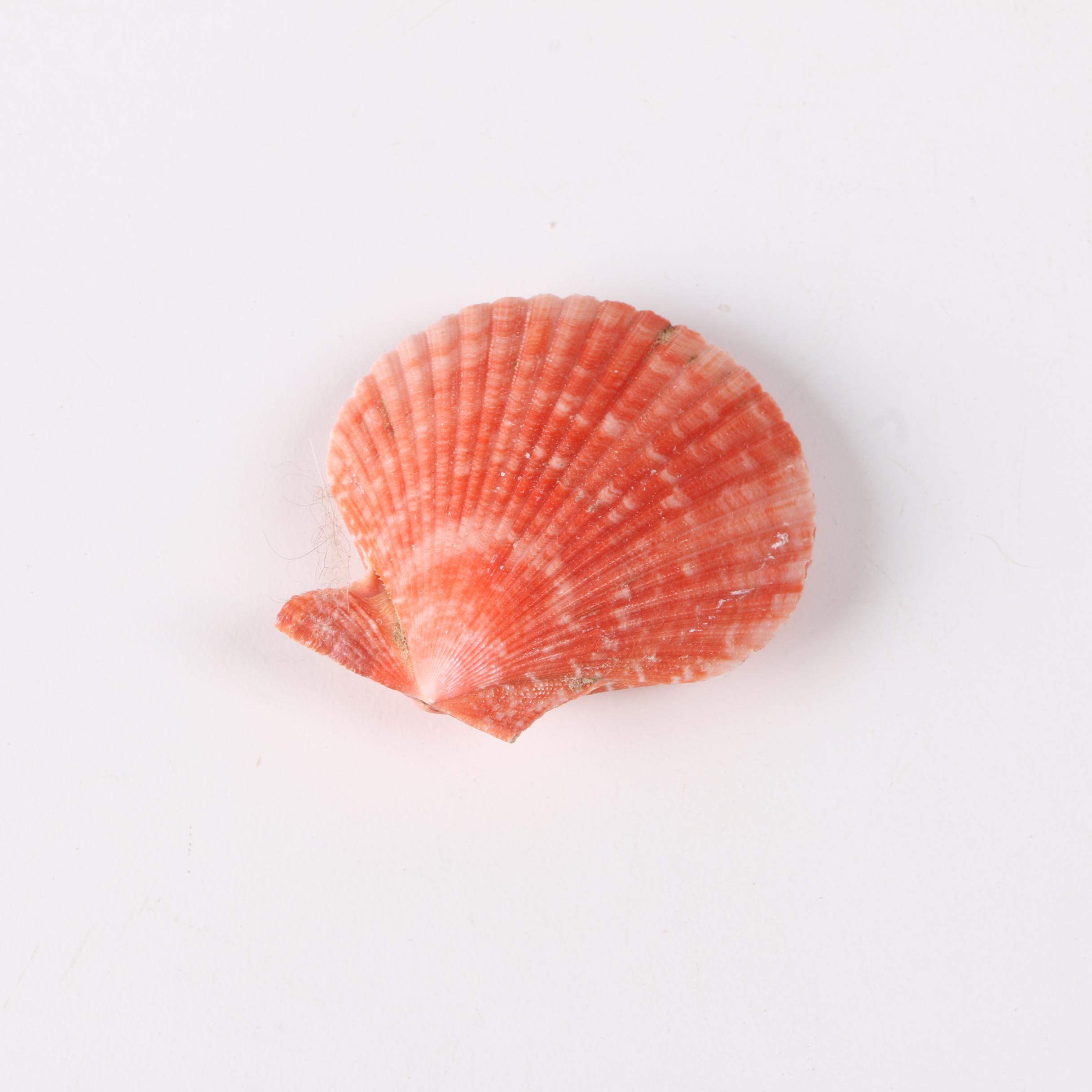 Recent Marine Fossil Specimens