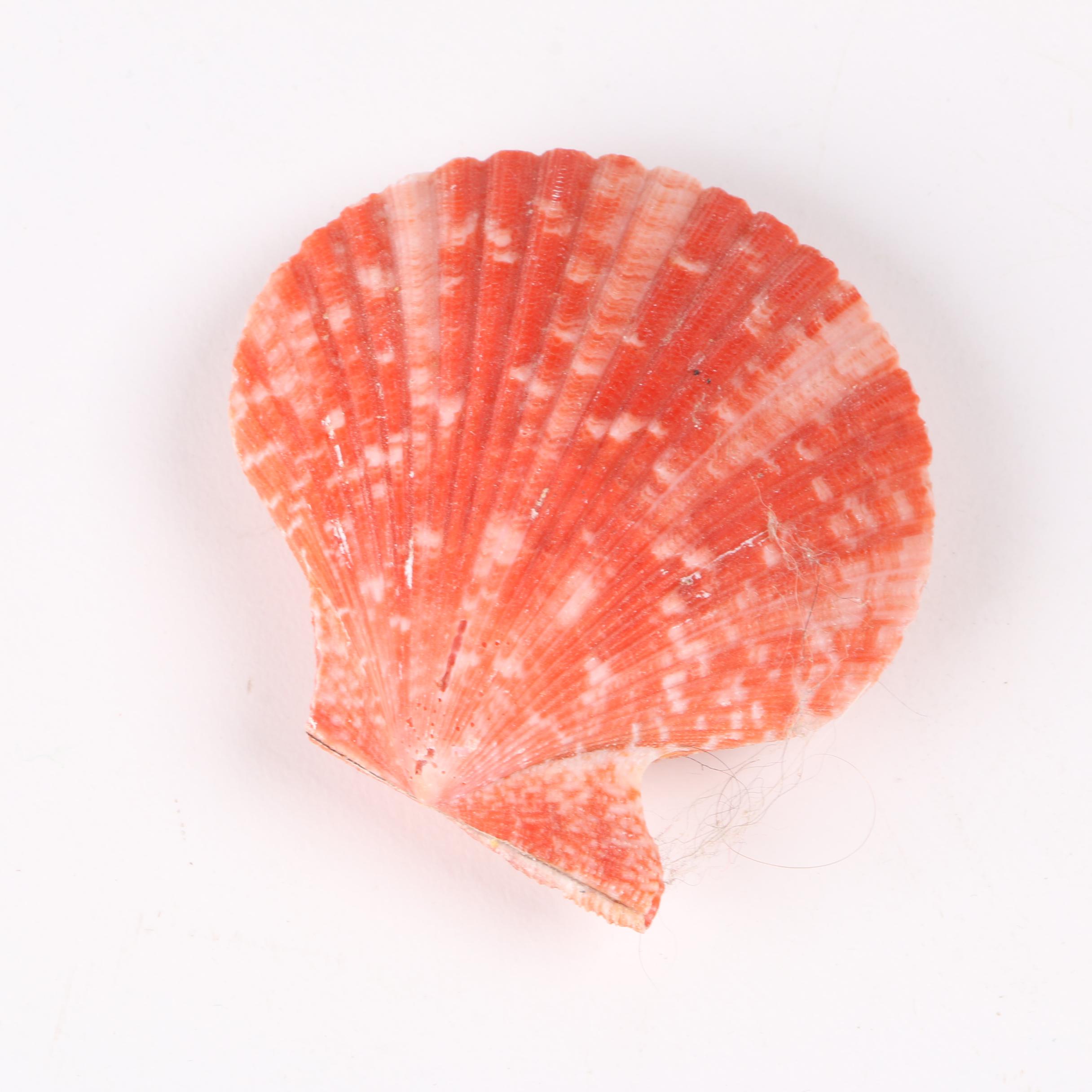 Recent Marine Fossil Specimens