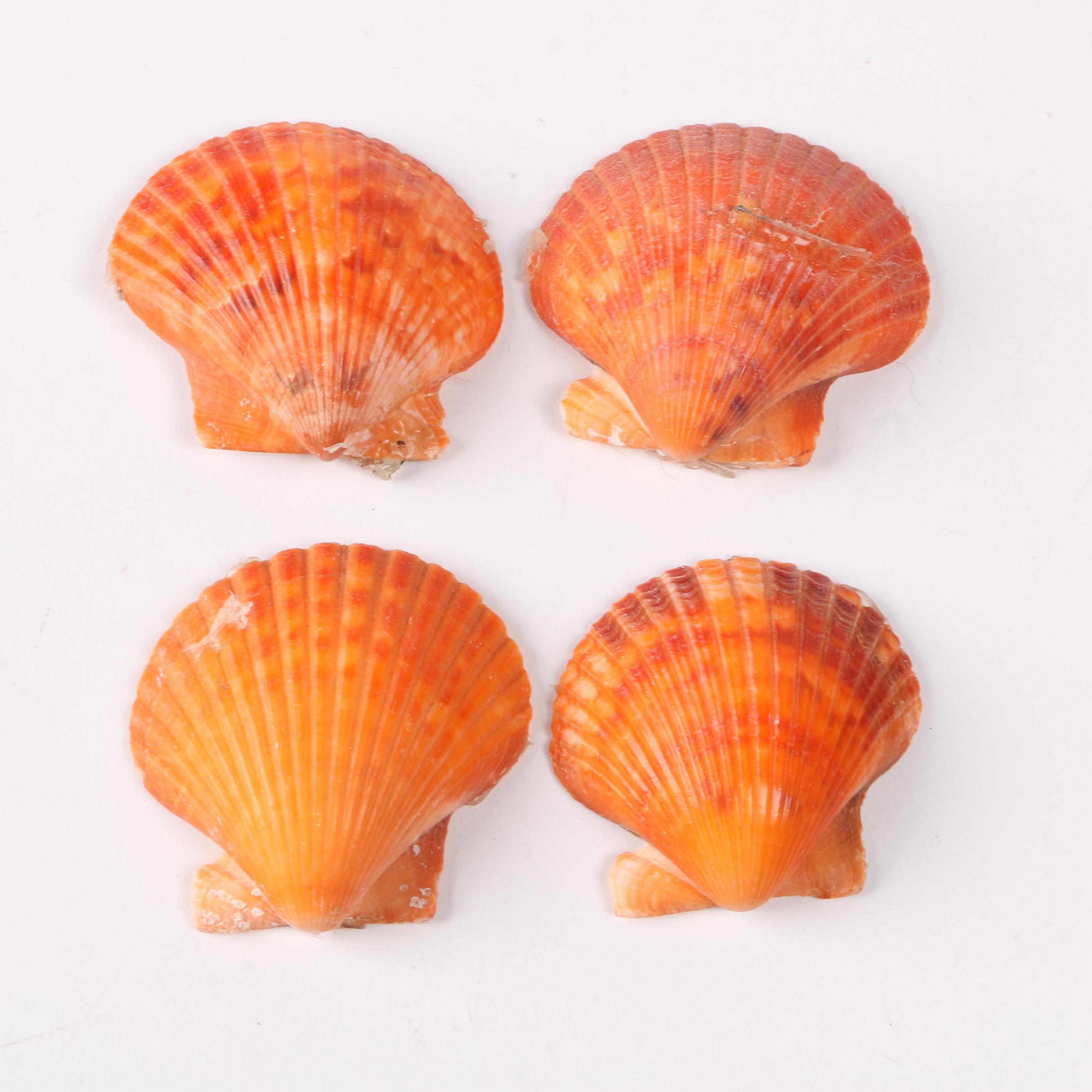 Recent Marine Fossil Specimens