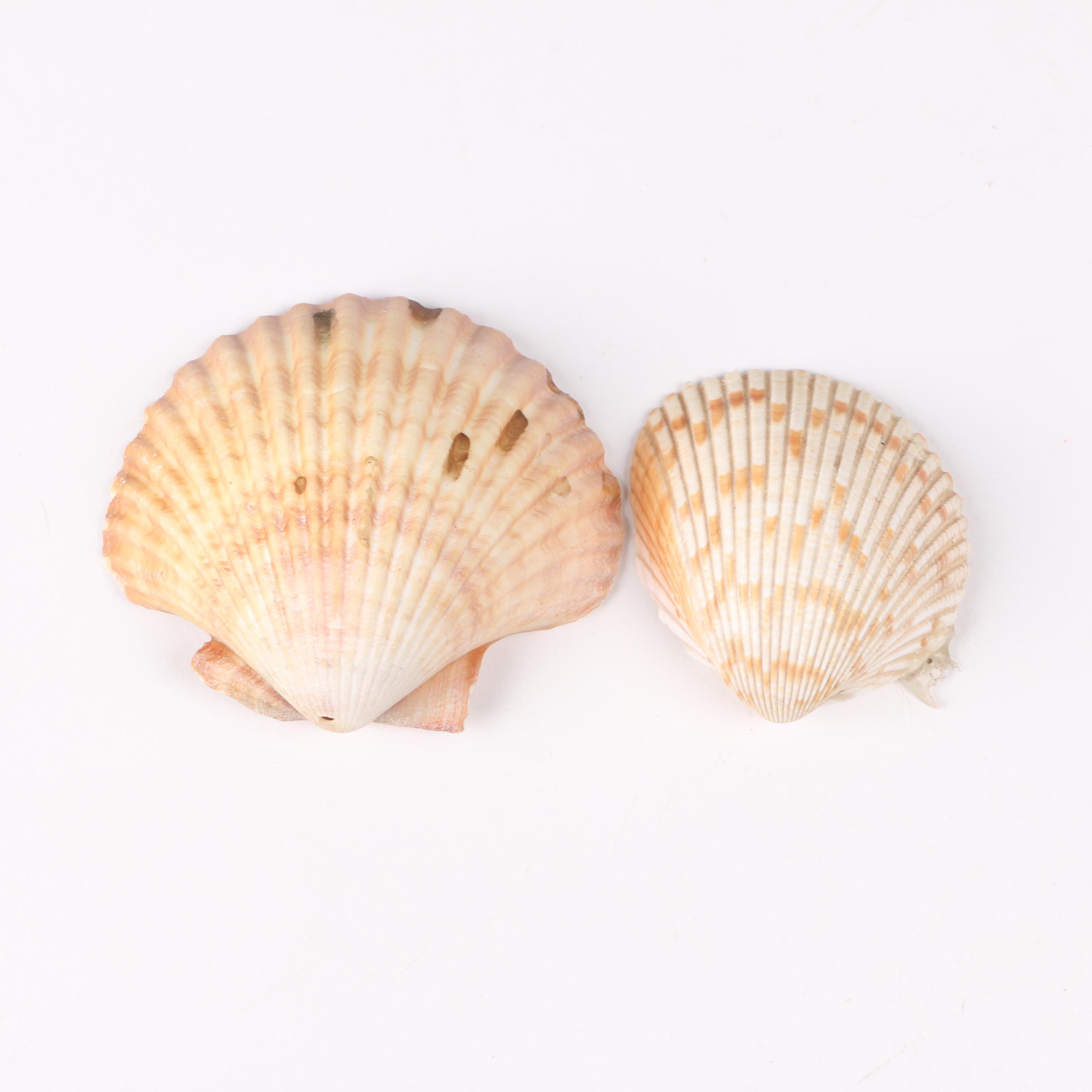 Recent Marine Fossil Specimens