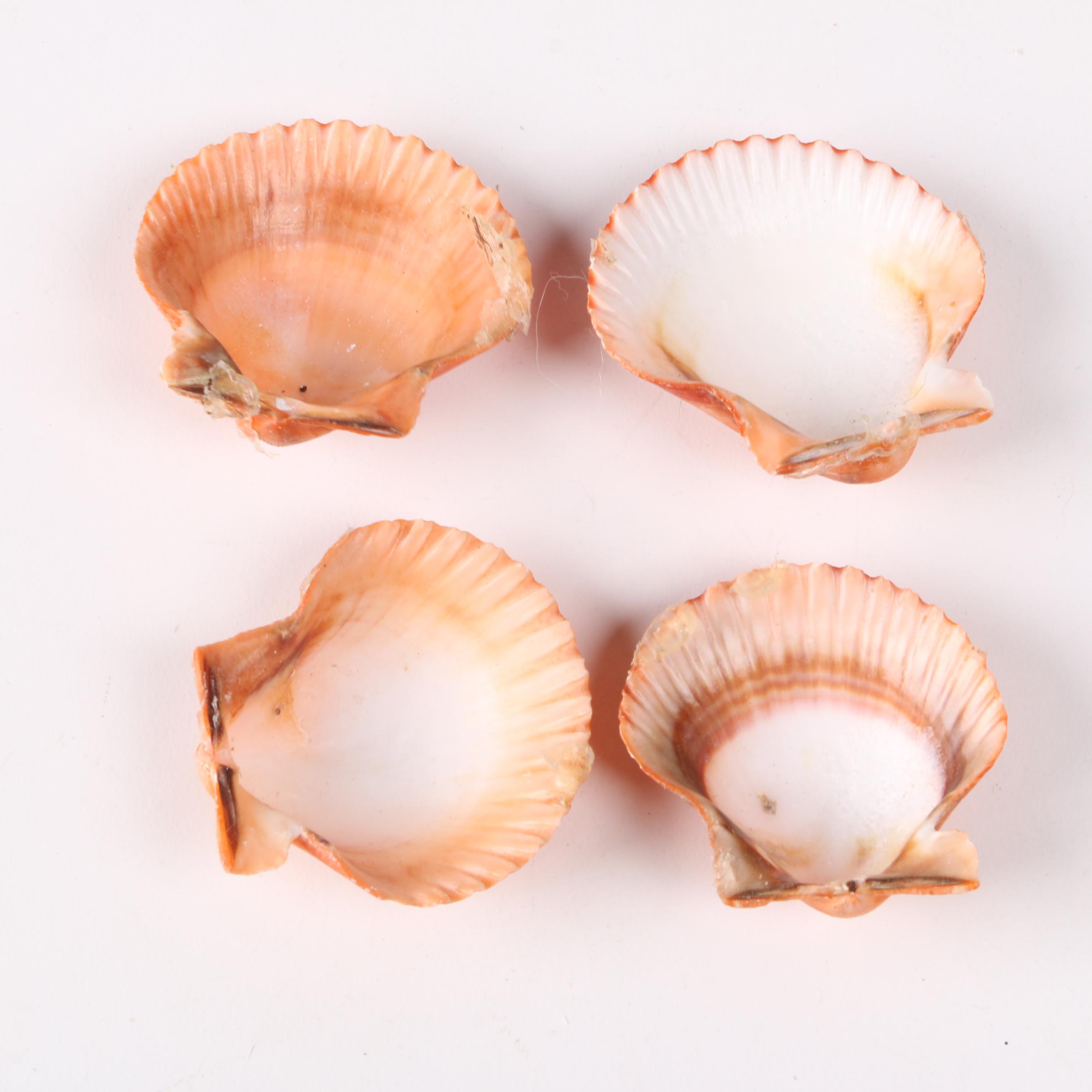 Recent Marine Fossil Specimens