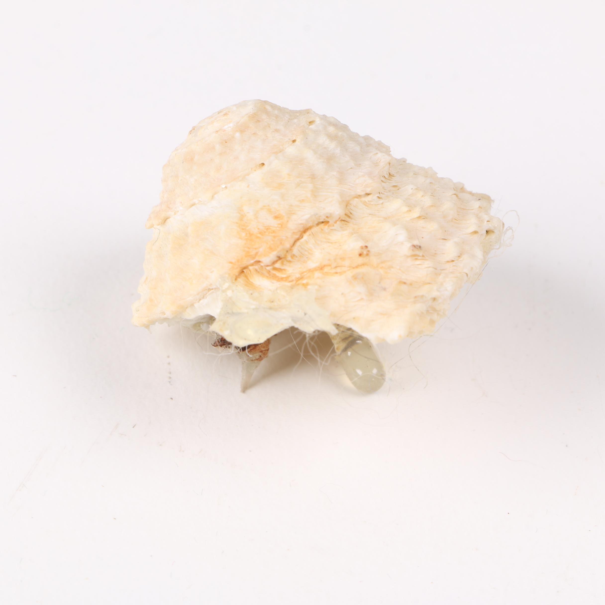 Recent Marine Fossil Specimens